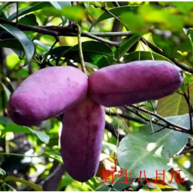 八月瓜