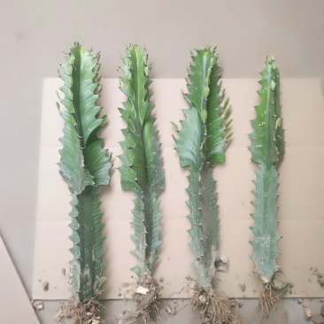 龙骨盆栽，
