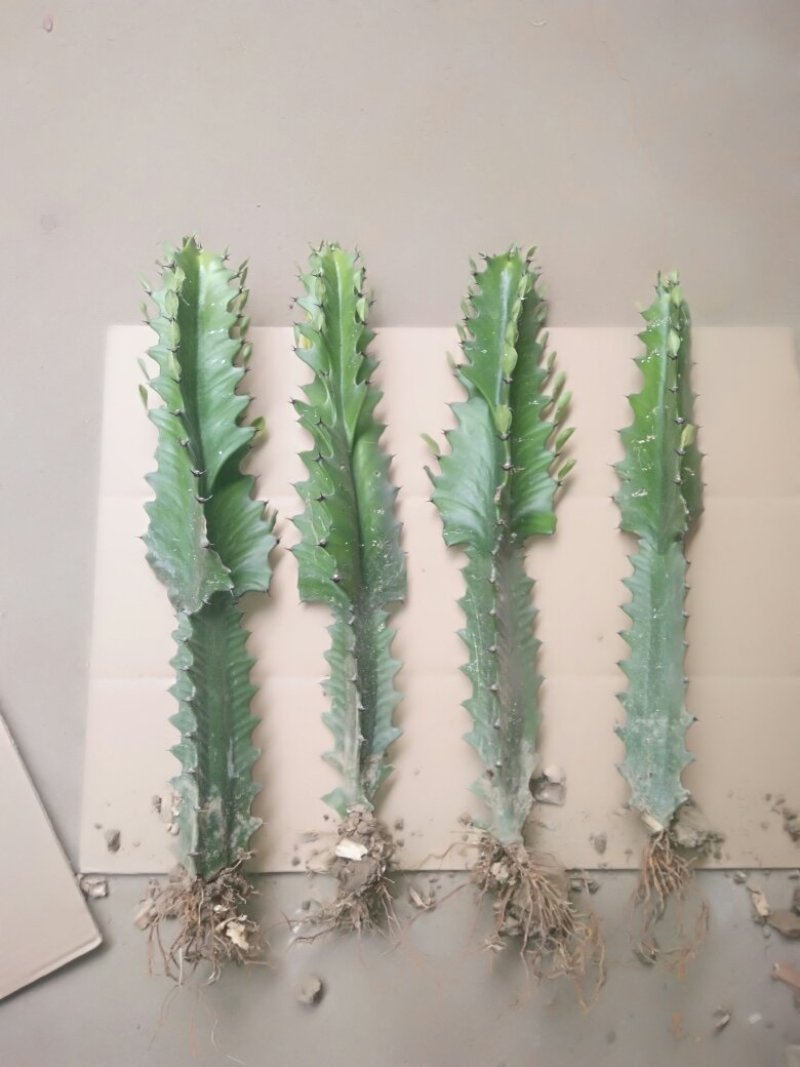 龙骨盆栽，