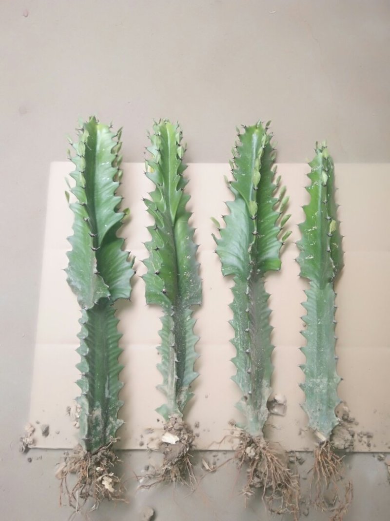 龙骨盆栽，