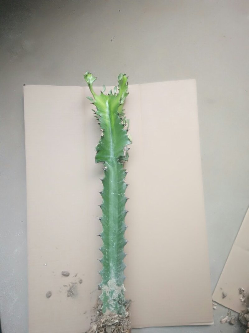 龙骨盆栽，