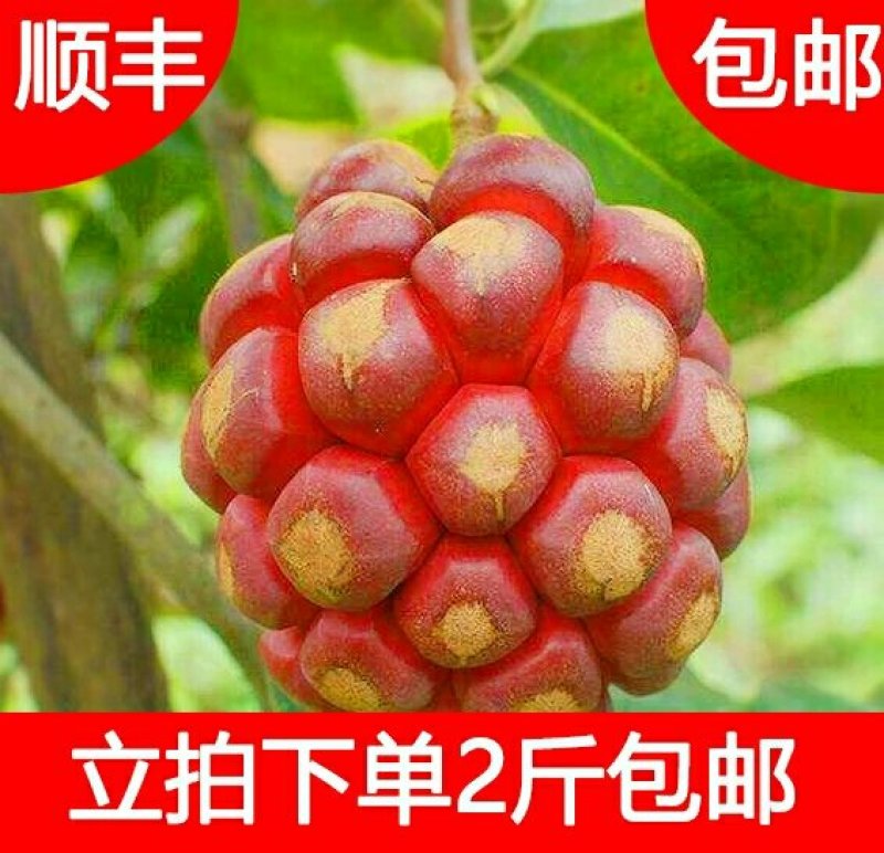 布福娜，黑老虎