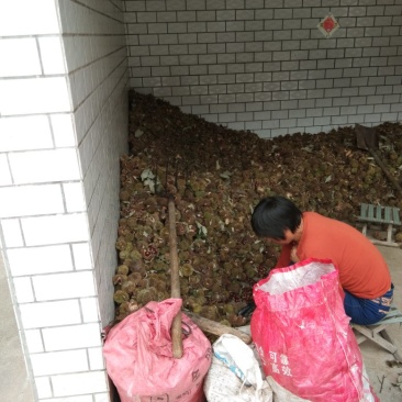 板栗油栗野生板栗迁西板栗