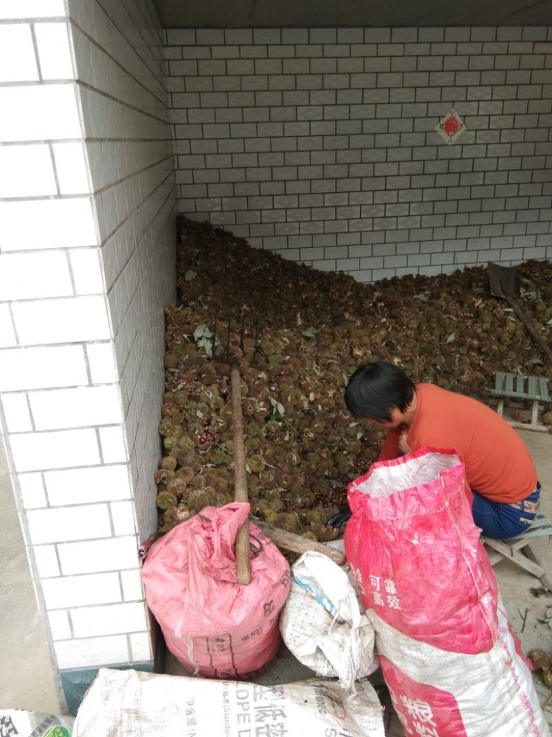 板栗油栗野生板栗迁西板栗