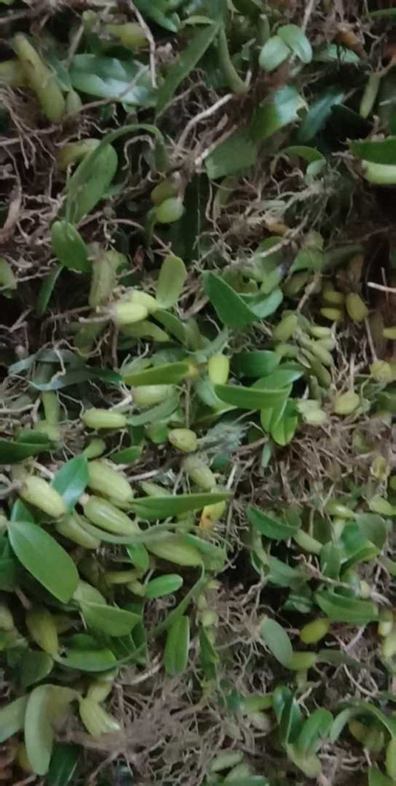 石橄榄