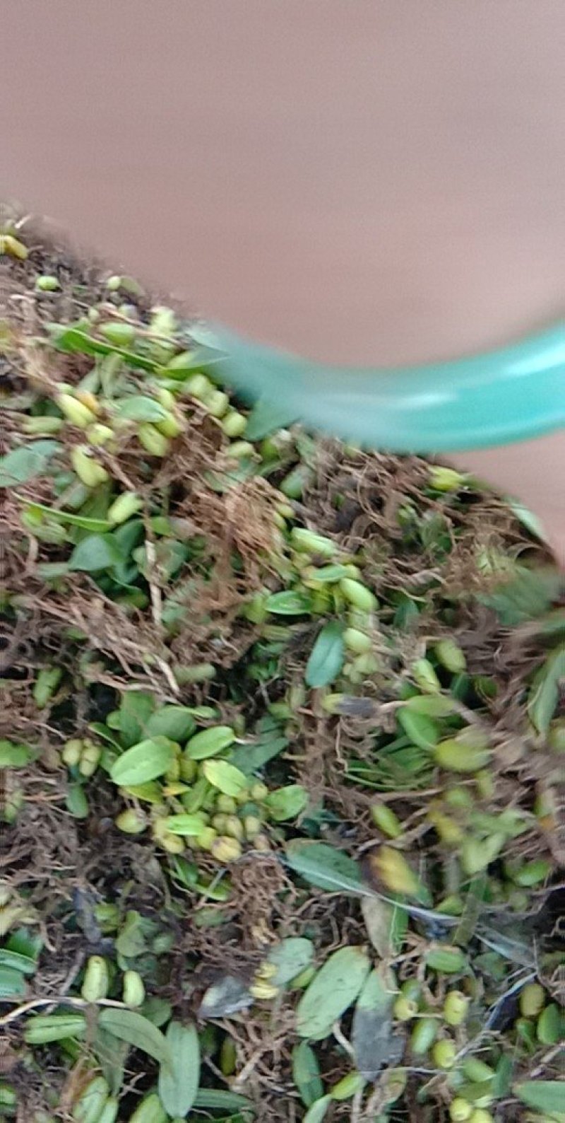石橄榄
