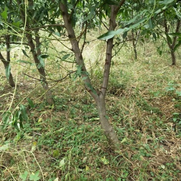 桃树