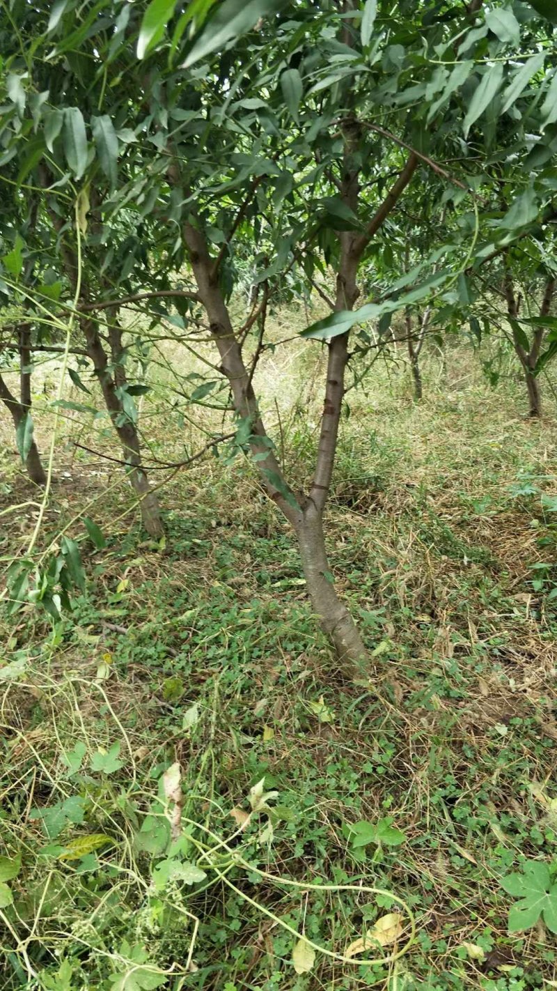 桃树