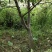 桃树