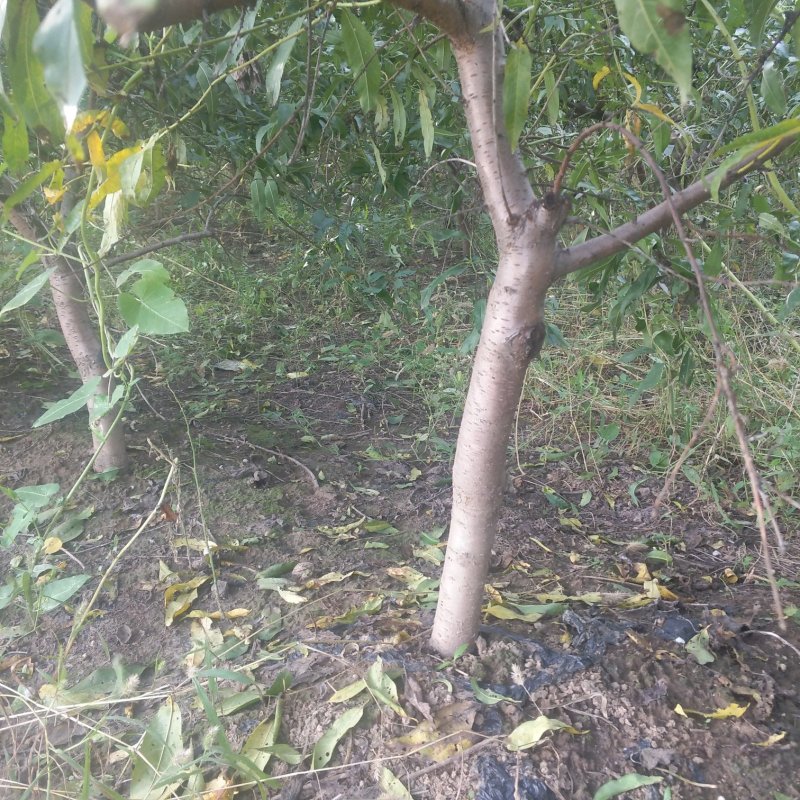 桃树