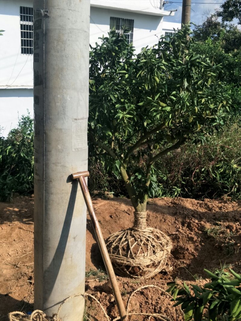 纽贺尔苗子已消好毒，30公分起