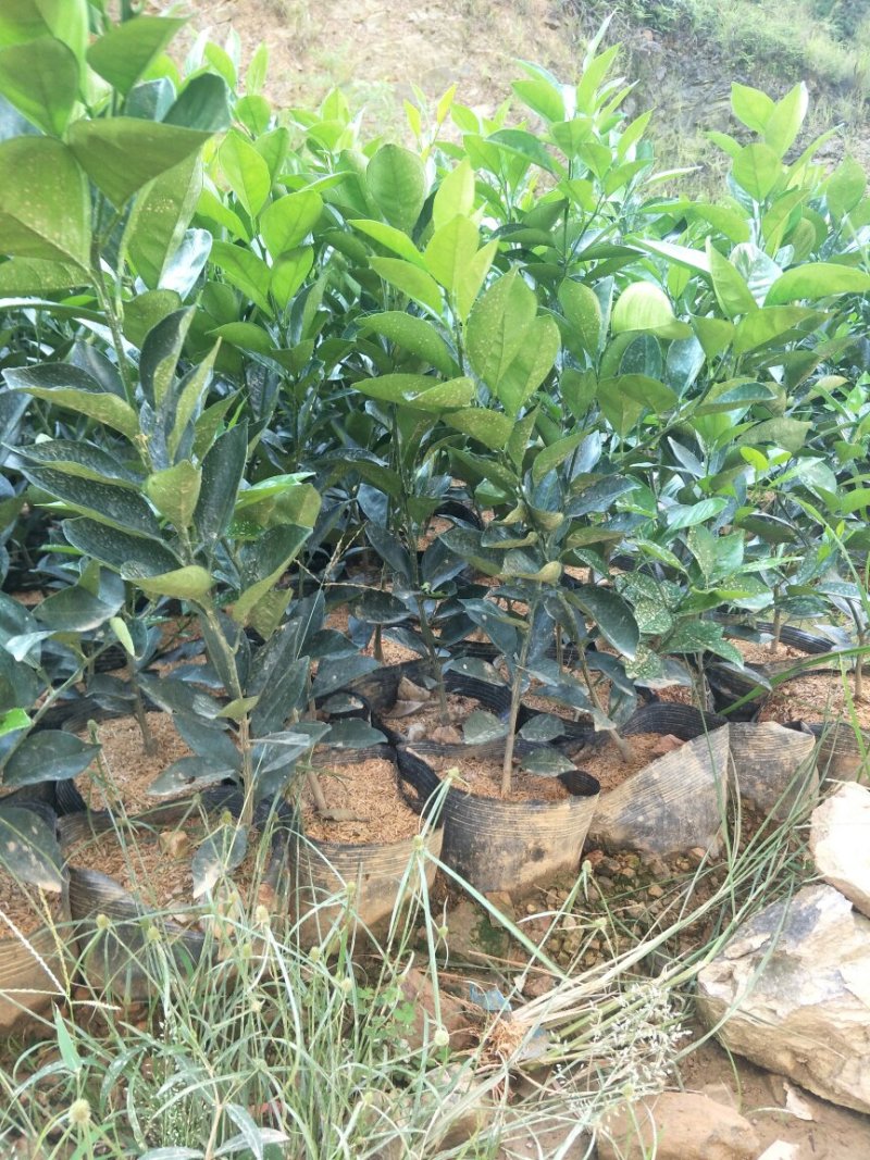 纽贺尔苗子已消好毒，30公分起