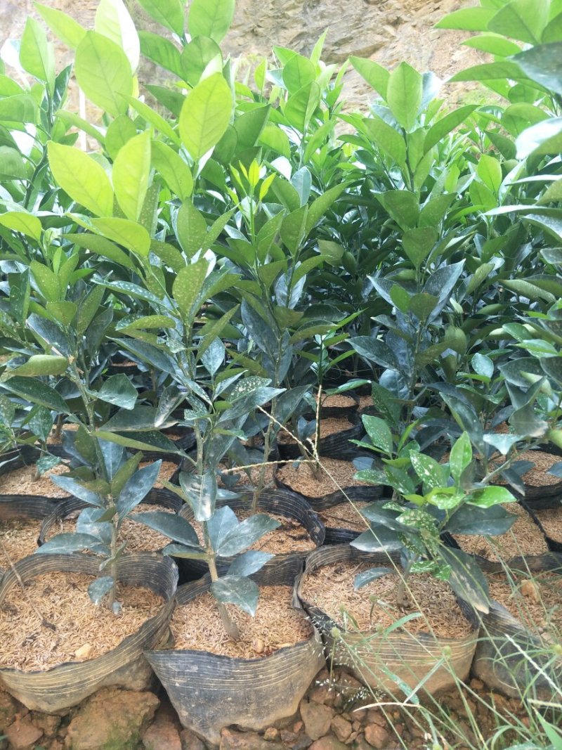 纽贺尔苗子已消好毒，30公分起