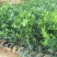 纽贺尔苗子已消好毒，30公分起