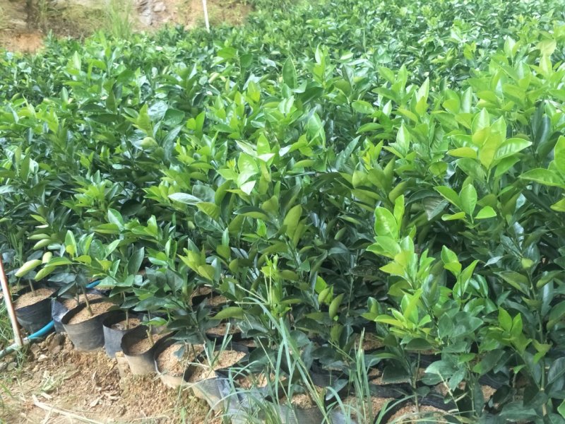 纽贺尔苗子已消好毒，30公分起