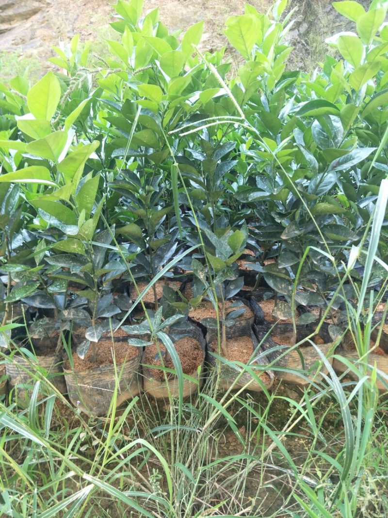 纽贺尔苗子已消好毒，30公分起