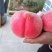 高原原生态山地雪桃品质好，口感好，色泽好，果大，脆甜，