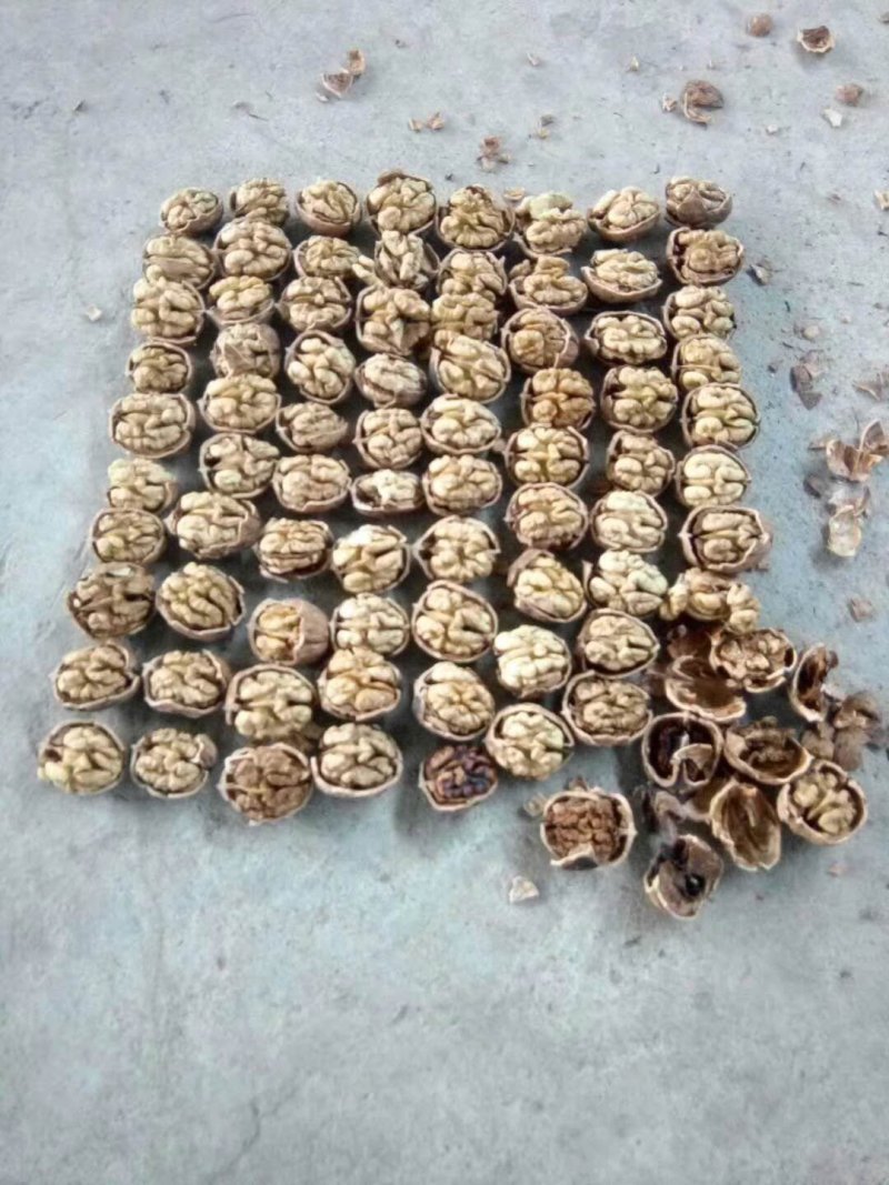大优一号干核桃