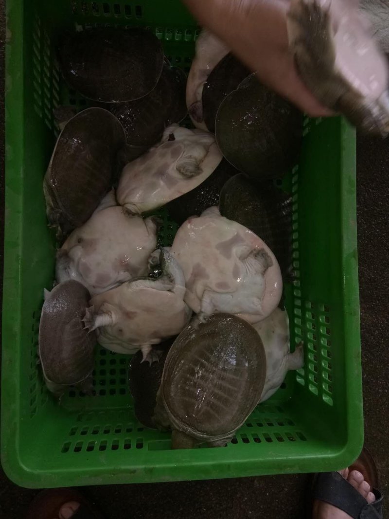 半野生水鱼