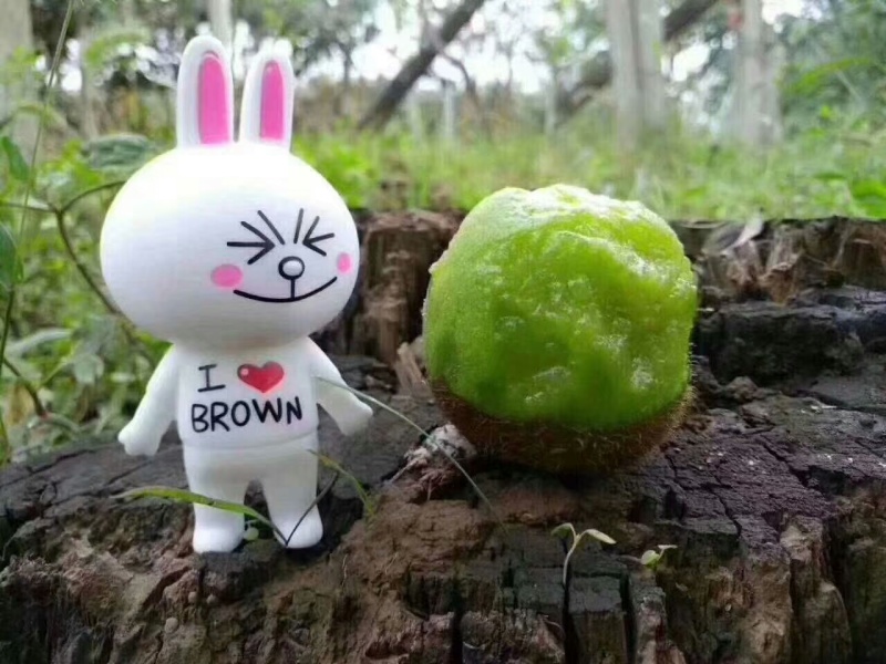 专职猕猴桃种植