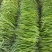 山东临沂费县线椒特辣可视频看货可供市场商超电商可电话订购