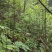 山胡椒苗，木姜子苗山胡椒树苗大量出售