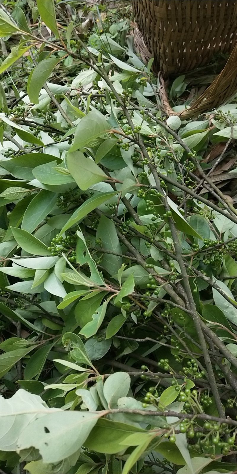 山胡椒苗，木姜子苗山胡椒树苗大量出售