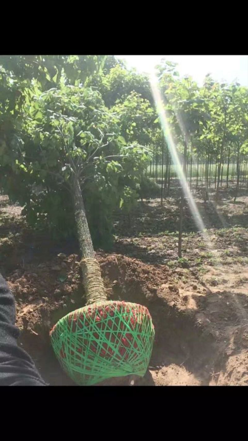 楸树