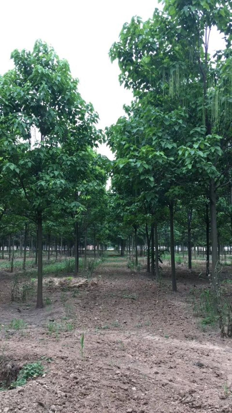 楸树