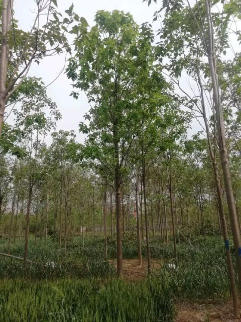 楸树