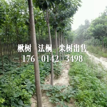 楸树
