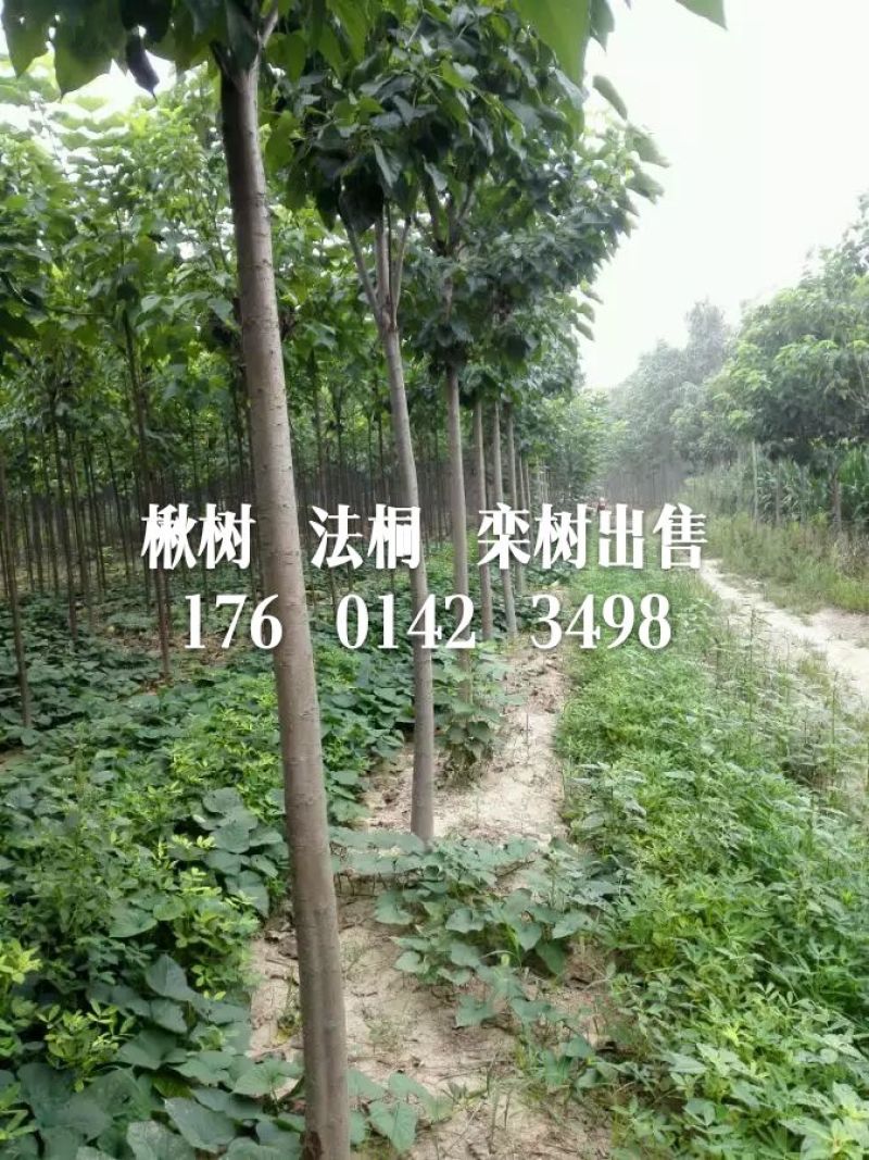 楸树