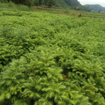 出售杉树苗，营养杯木荷湿地松苗桂花树香樟树