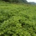 出售杉树苗，营养杯木荷湿地松苗桂花树香樟树