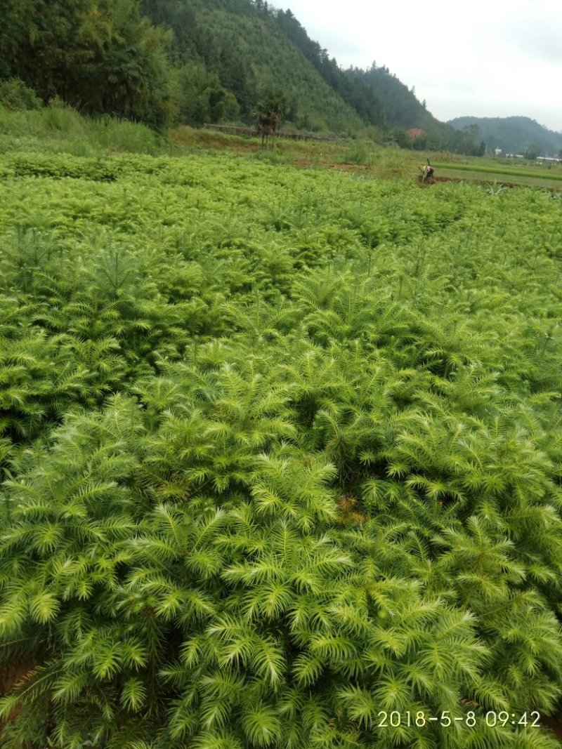 出售杉树苗，营养杯木荷湿地松苗桂花树香樟树