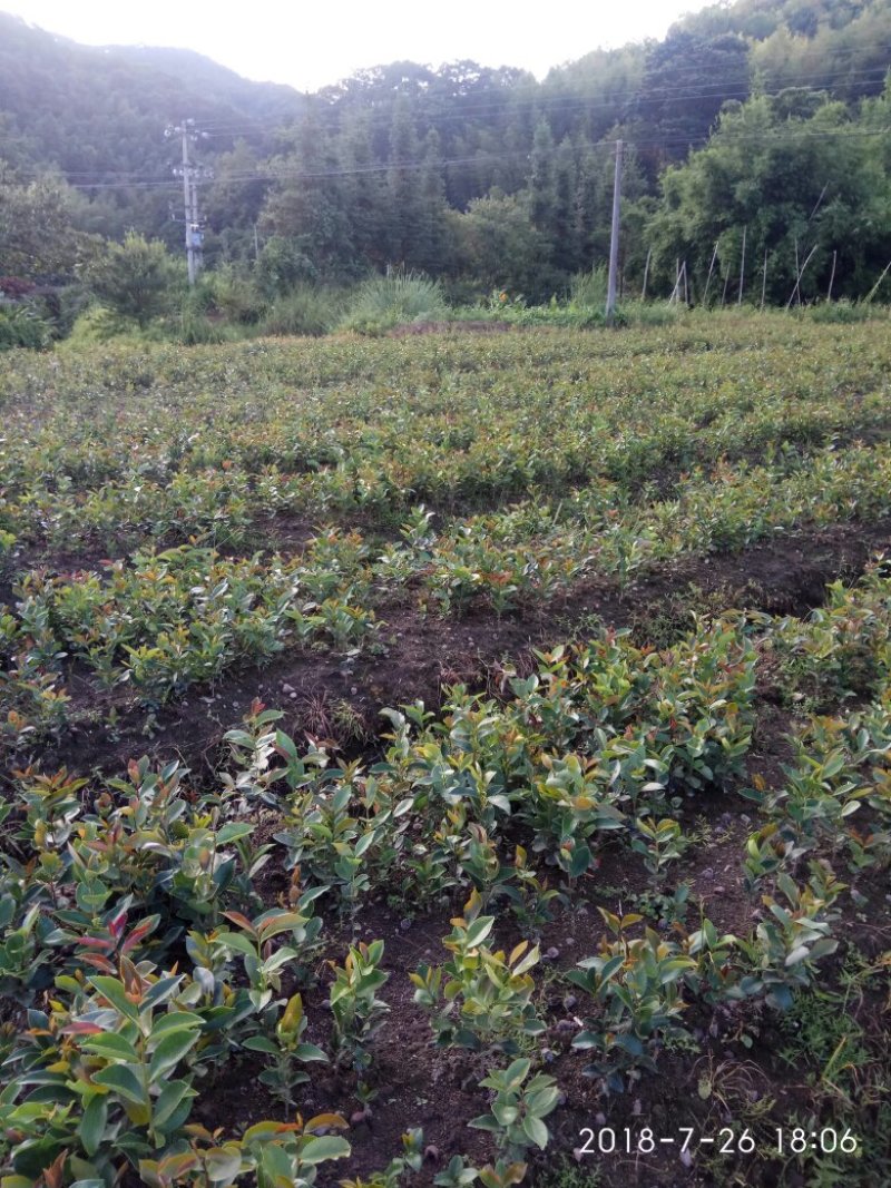 出售杉树苗，营养杯木荷湿地松苗桂花树香樟树