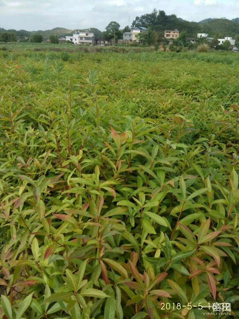 出售杉树苗，营养杯木荷湿地松苗桂花树香樟树