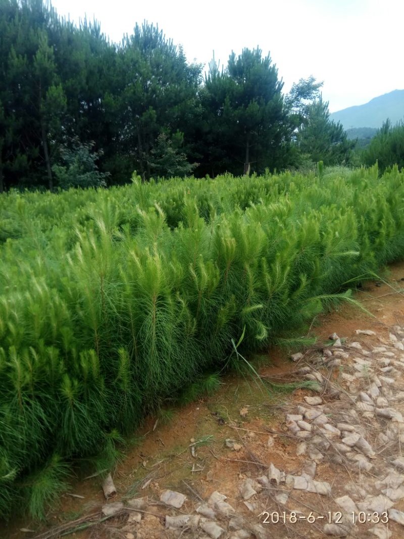 出售杉树苗，营养杯木荷湿地松苗桂花树香樟树