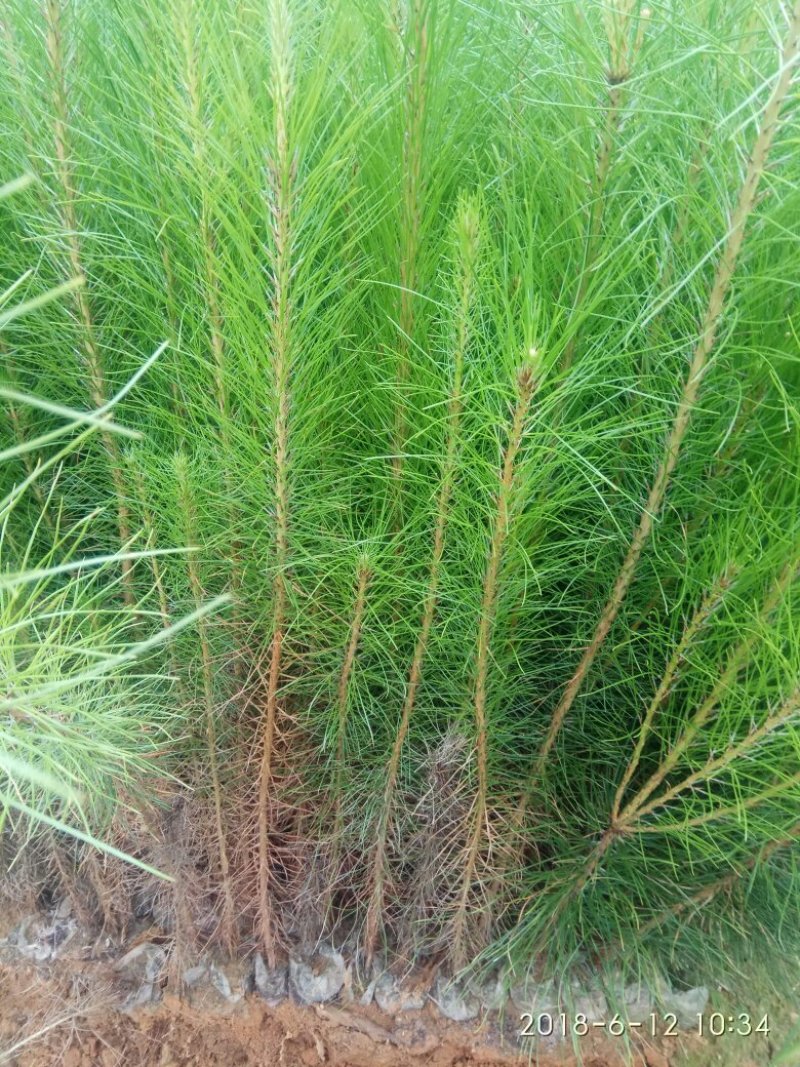 出售杉树苗，营养杯木荷湿地松苗桂花树香樟树