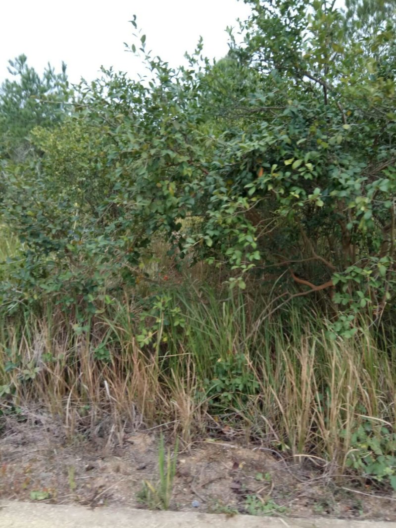 正宗高山茶油