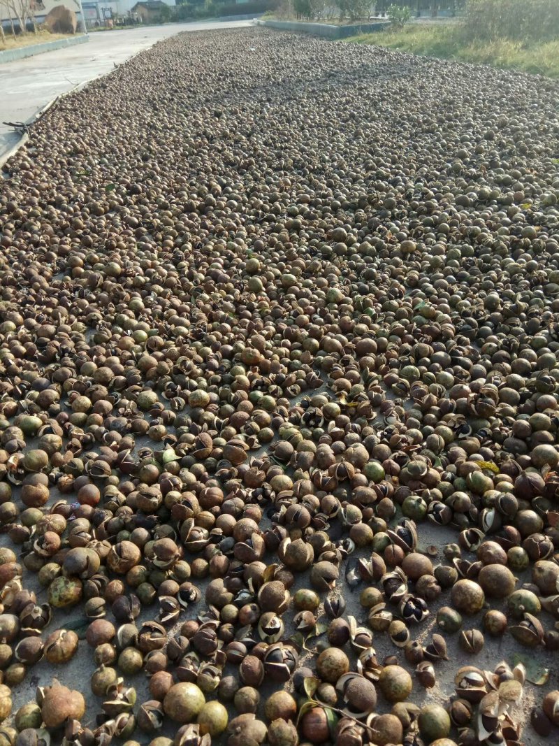 正宗高山茶油