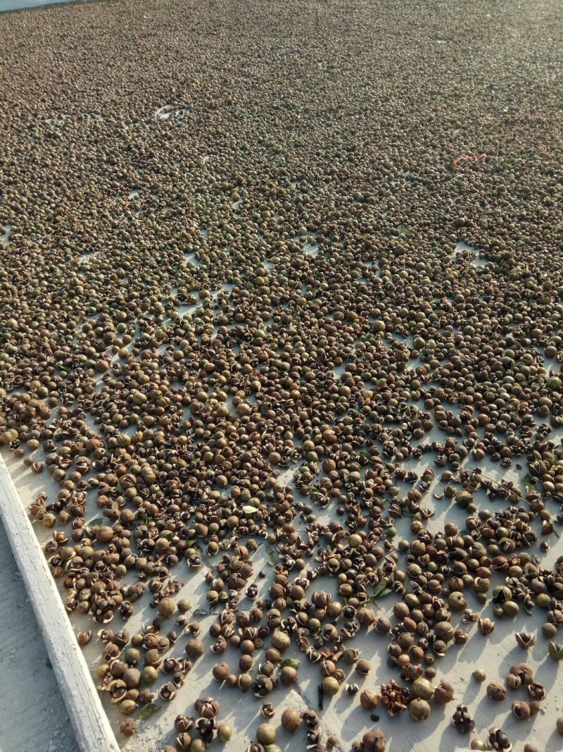 正宗高山茶油