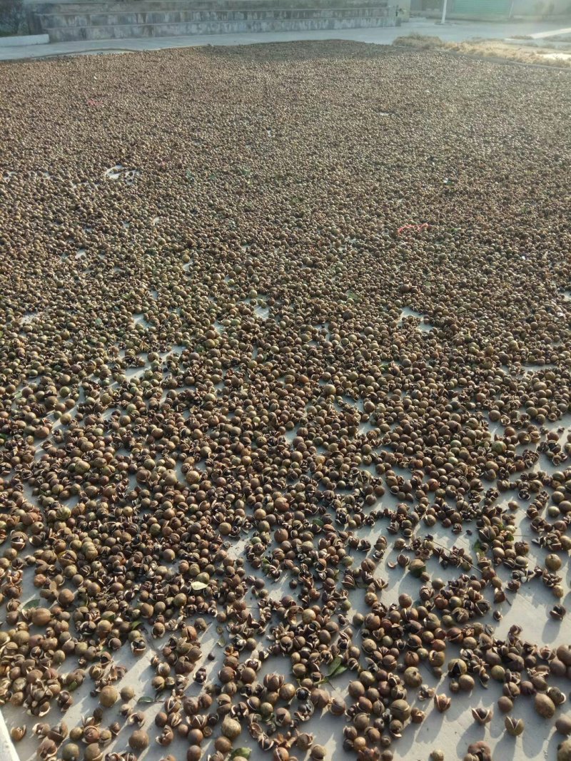 正宗高山茶油