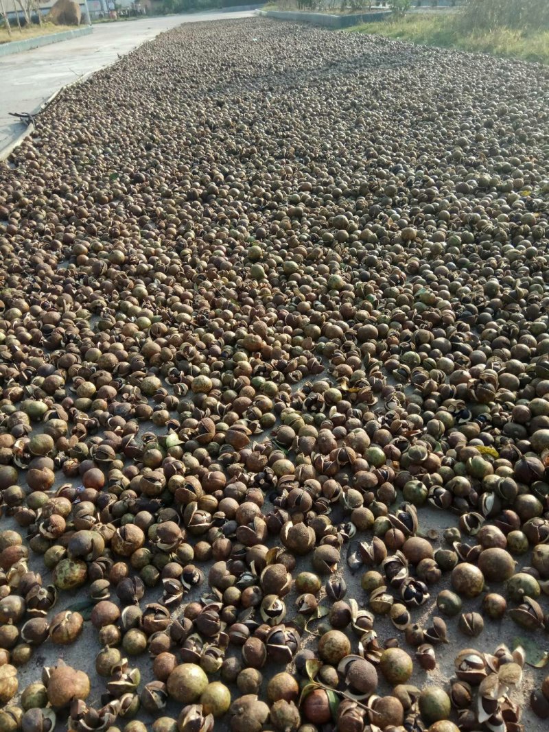 正宗高山茶油
