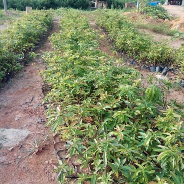 营养杯木荷苗出售