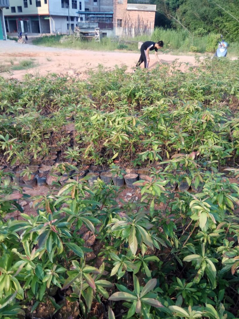 营养杯木荷苗出售