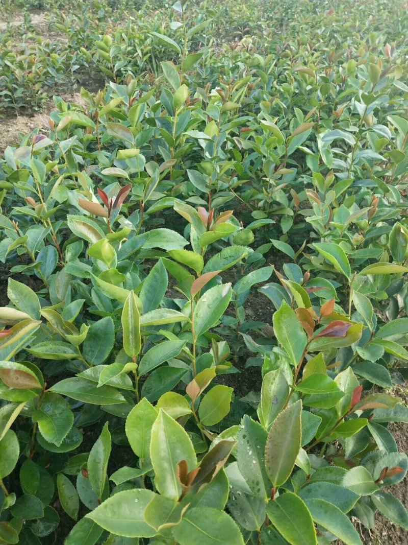 营养杯木荷苗出售
