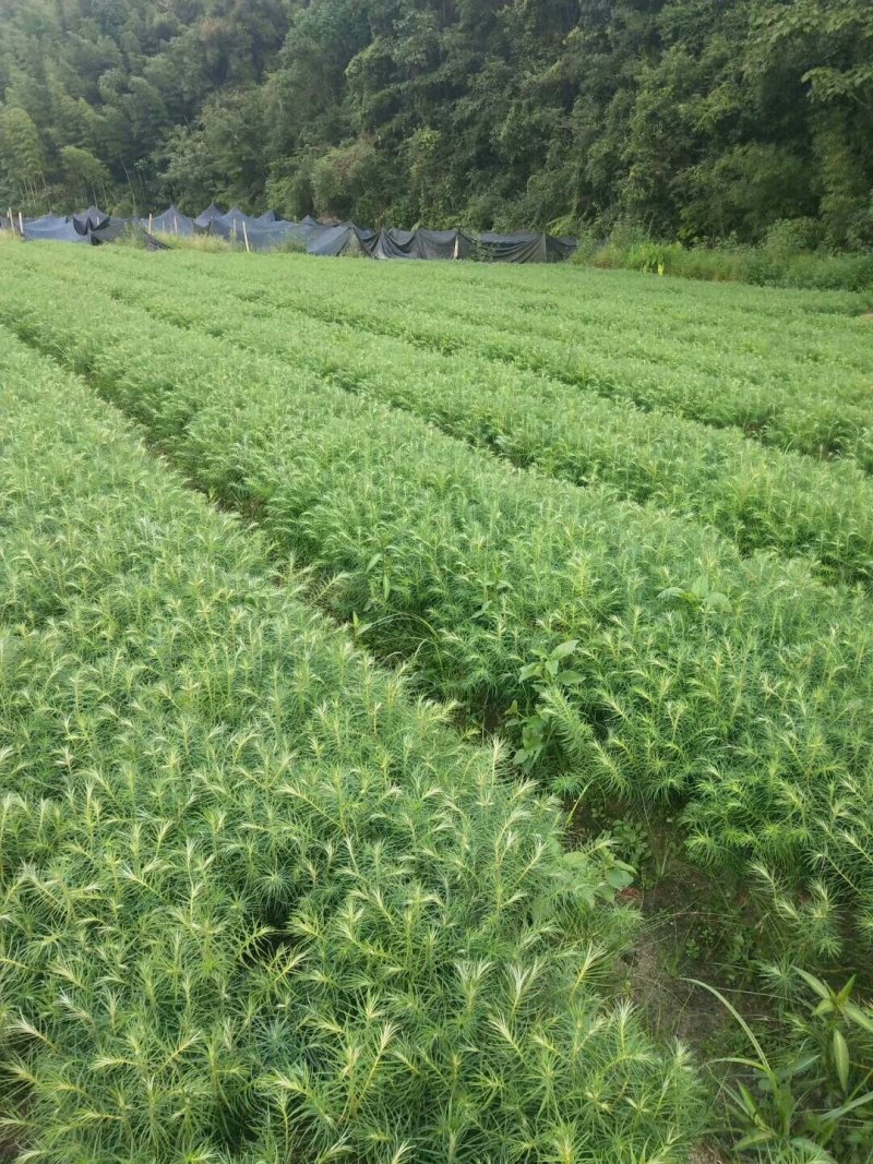 营养杯木荷苗出售