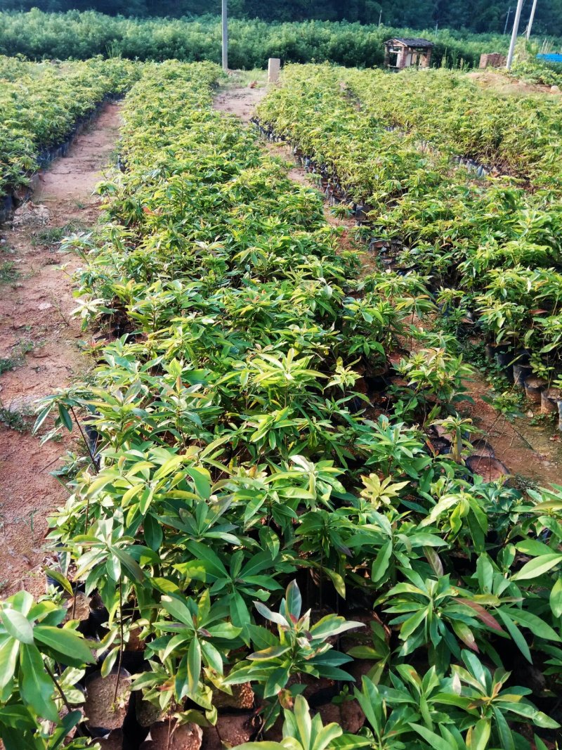 营养杯木荷苗出售