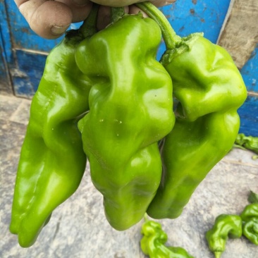 泡椒5~10厘米中辣青